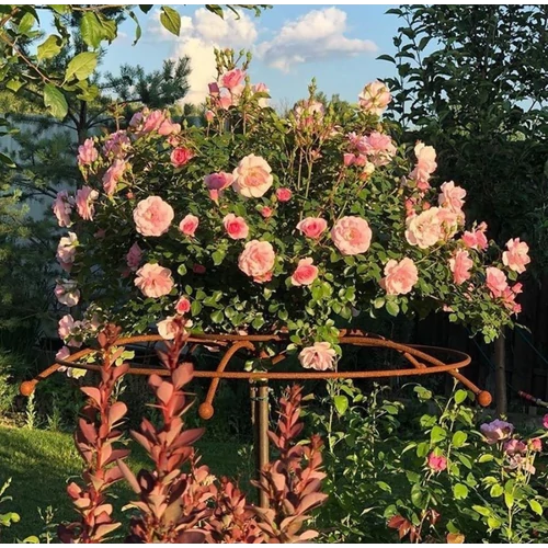 Magastörzsű Rózsa növénytámaszték 