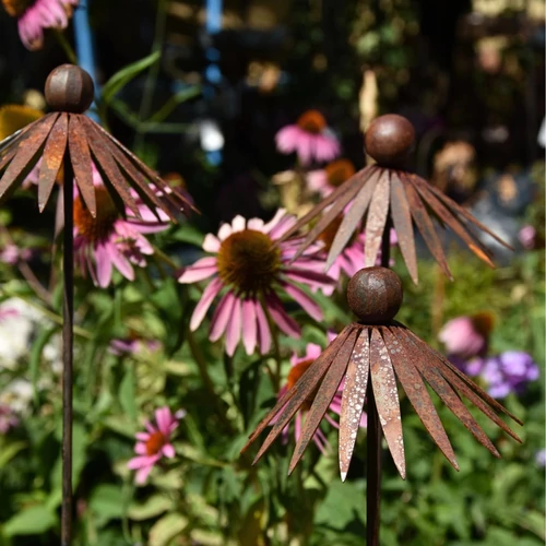 Kasvirág - Echinacea