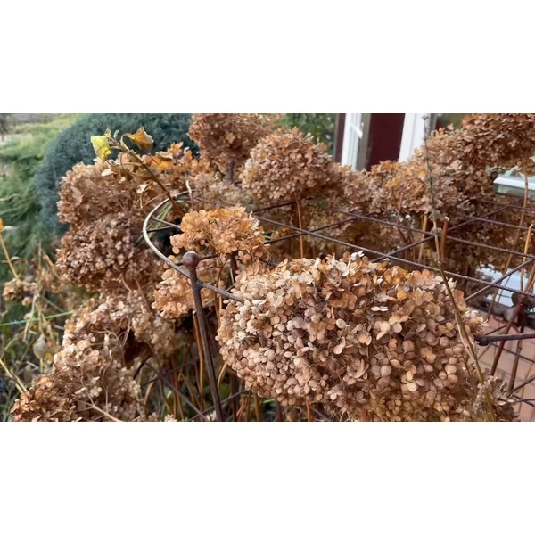 Hortenzia támaszték 80cm