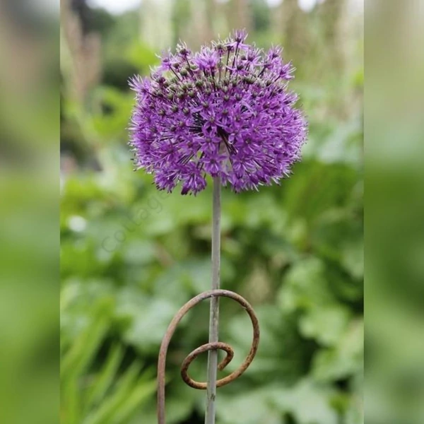 Acél Spirál Liliom Támasz 100cm