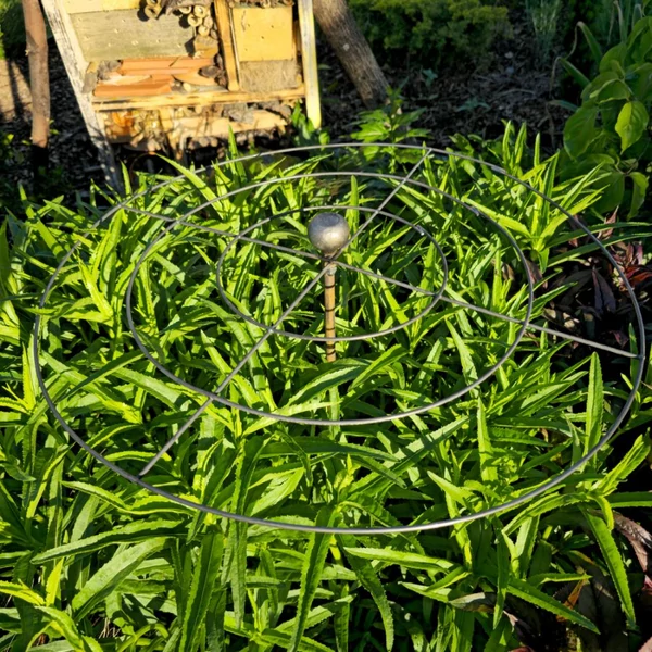 Törpe hortenzia támaszték