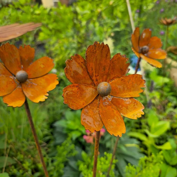 Pillangóvirág - Cosmos