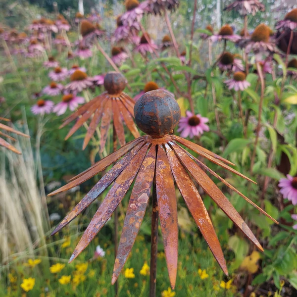 Kasvirág - Echinacea