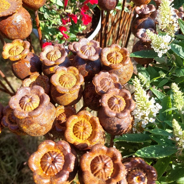 Mini virágzó mákgubó