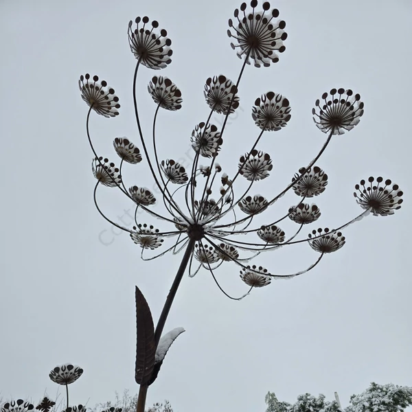 Óriás kaporvirág - Prémium dekoráció